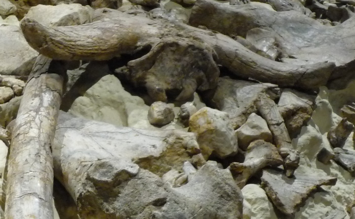 Paleosuperfice di Isernia La Pineta